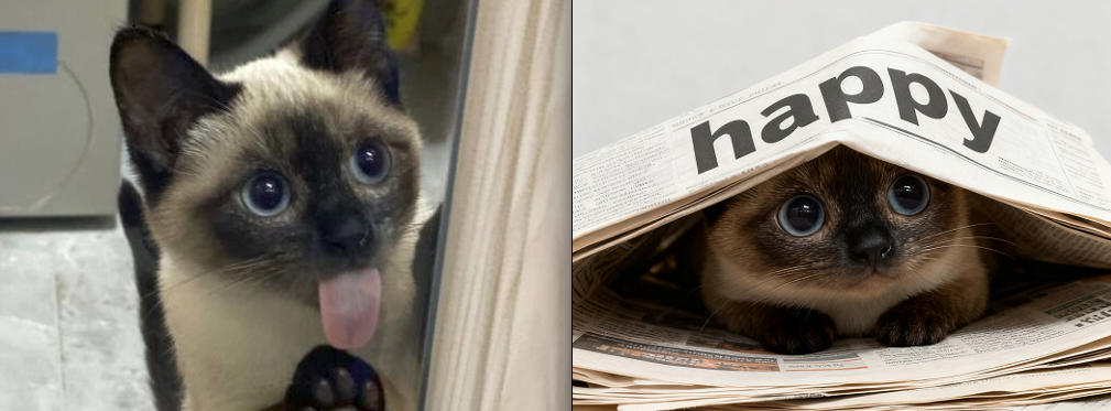 宠物报纸温馨特写