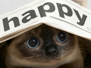 宠物报纸温馨特写