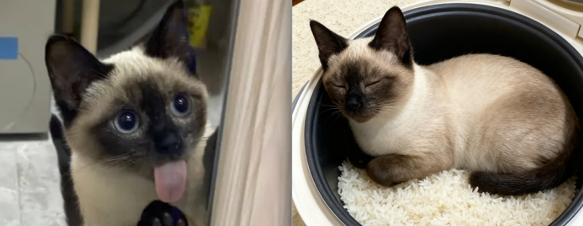 宠物在电饭锅里