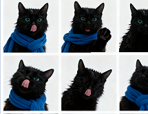 九宫格宠物表情包