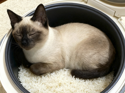 宠物在电饭锅里